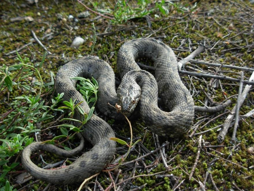 Un animal en Europe : la couleuvre vipérine