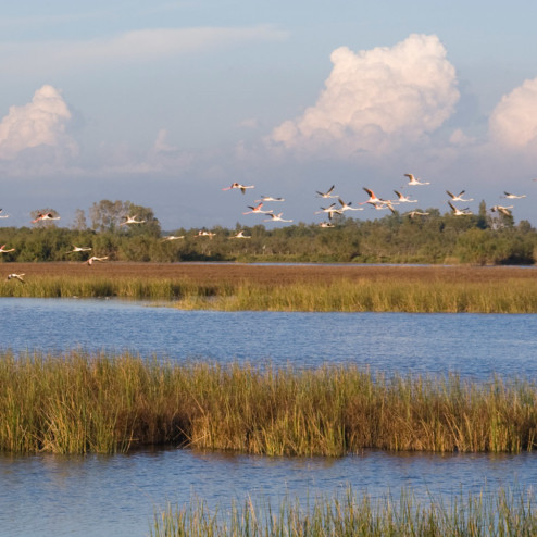 En Camargue, on restaure le delta du Rhône pour mitiger les effets du changement environnemental - L'Europe vue d'ici #21
